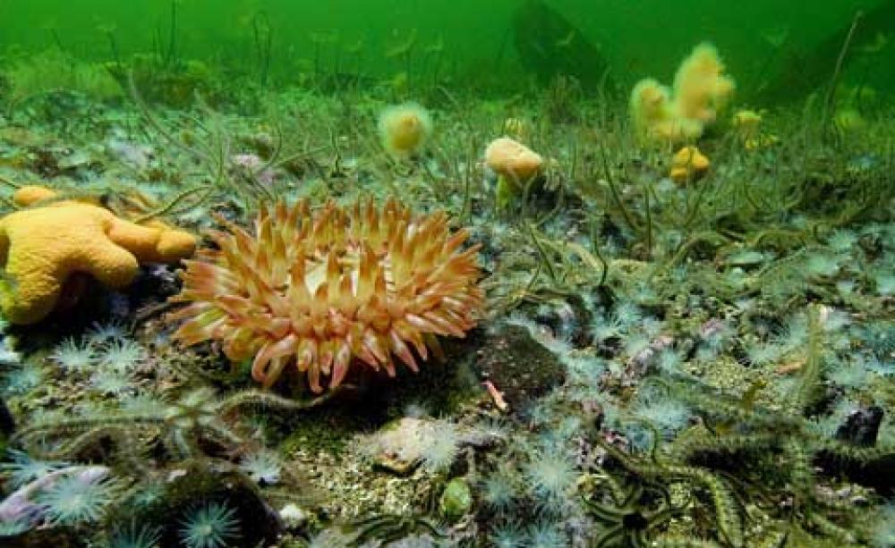 Marine Protected Areas