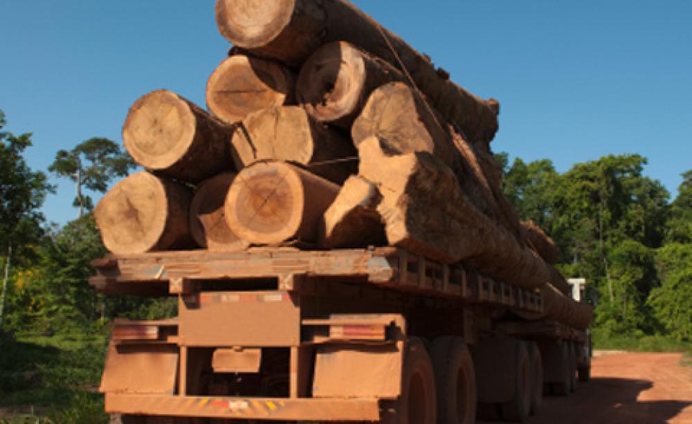 UK shamed as appetite for cheap timber sees it top sales of illegal wood