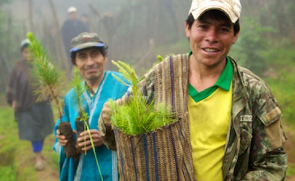 Cafedirect Carbon Credit reforestation project