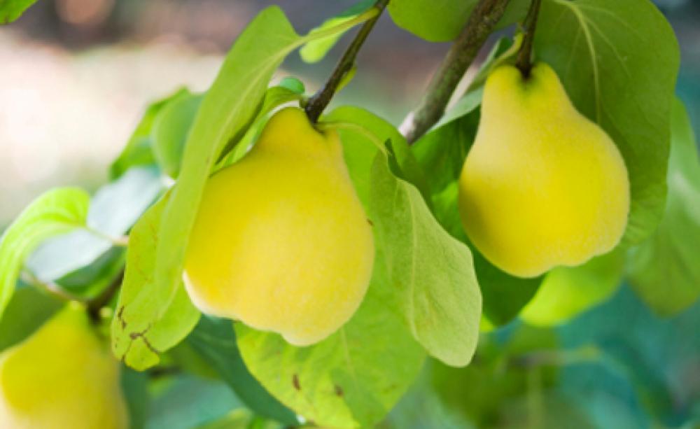 State of the Union: the British perfume that’s boosting biodiversity