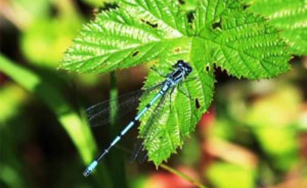 Damsel Fly