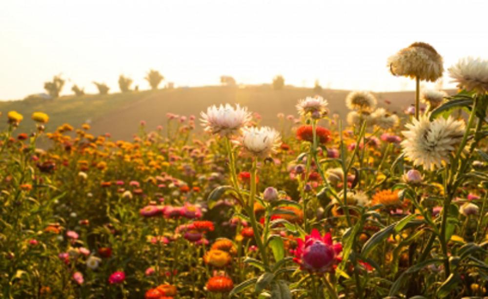wildflowers