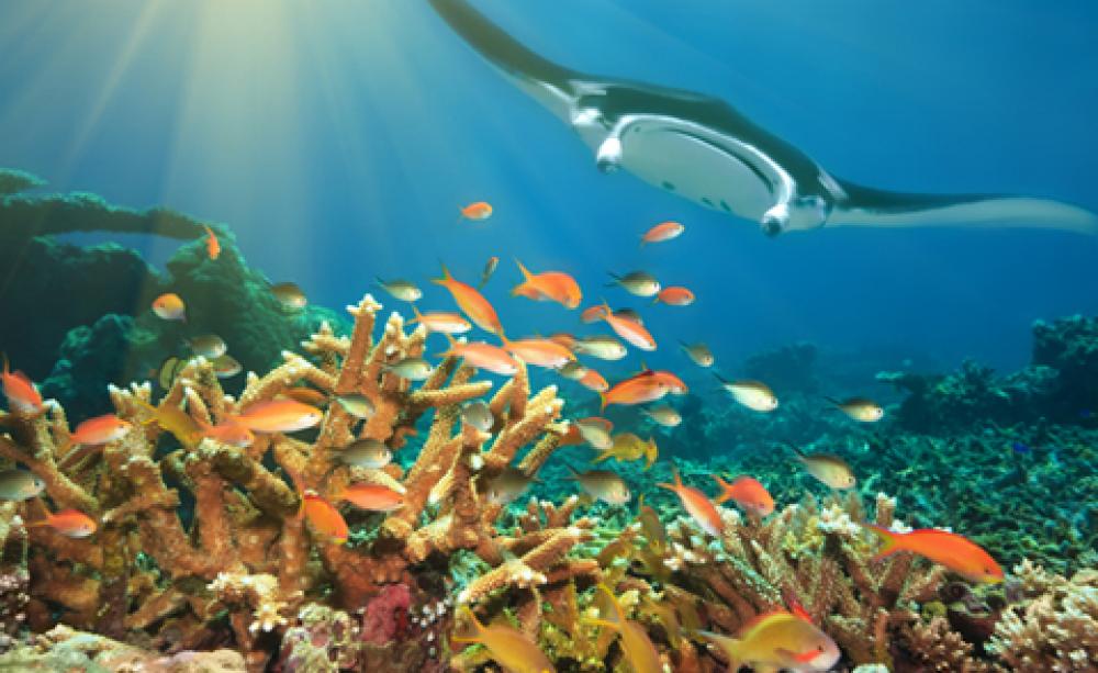 Climate change impacts on marine life