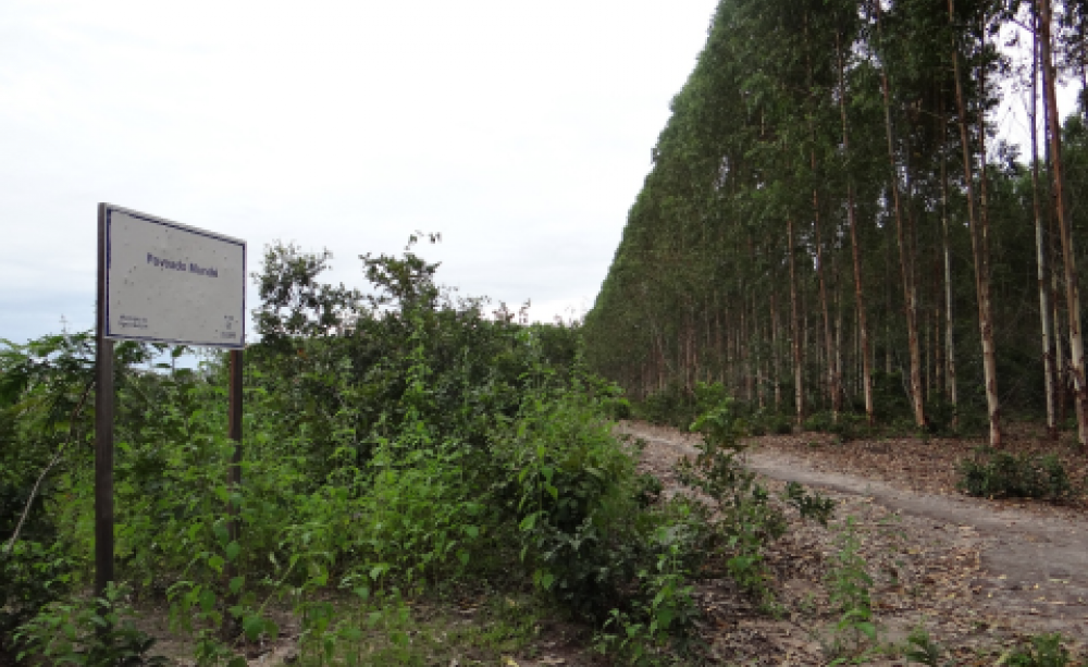 Fenced in by eucalyptus