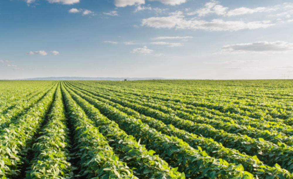 Soyabean fields for ever. Photo: Fotokostic / Shutterstock.com.