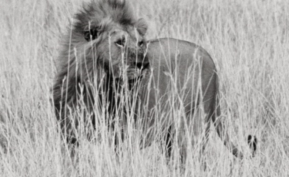 Lion from 'In Predatory Light: Lions and Tigers and Polar Bears'