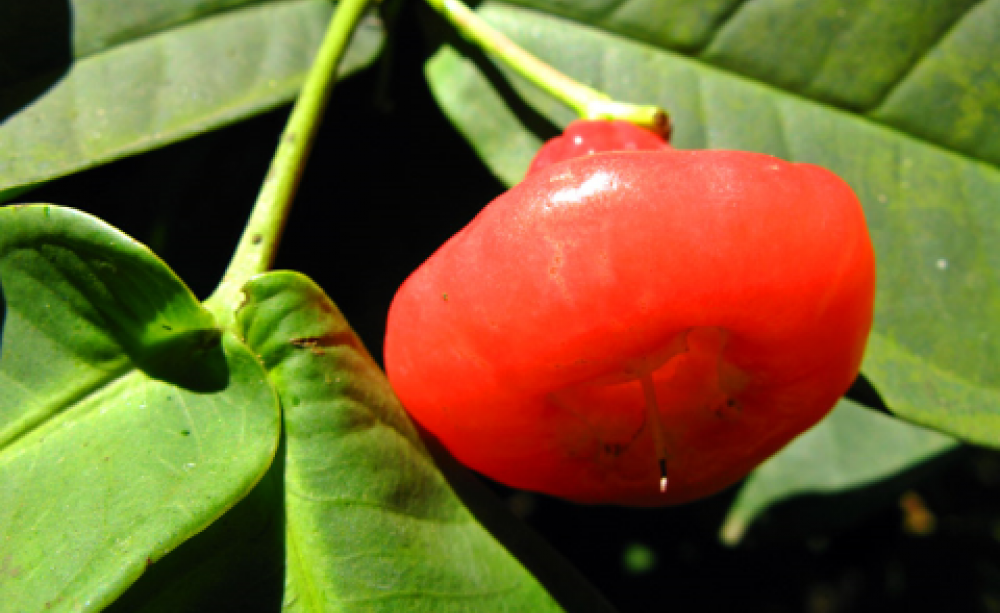 Water apple growing in smallholder garden, Kerala, India. Photo: Magda Wojtyra via Flickr.com.