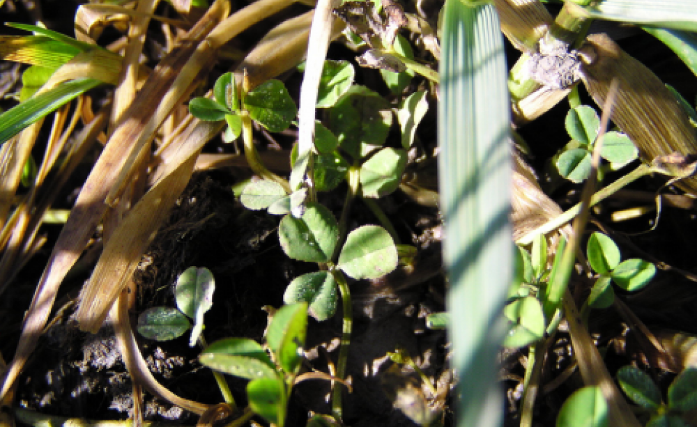 Clover and Fescue. Photo: David Bradbeer via Flickr.com.