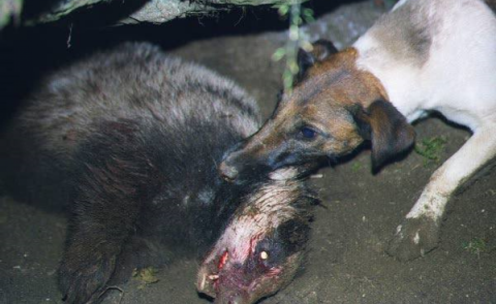 Is the badger cull any more 'scientifically justified' than this?