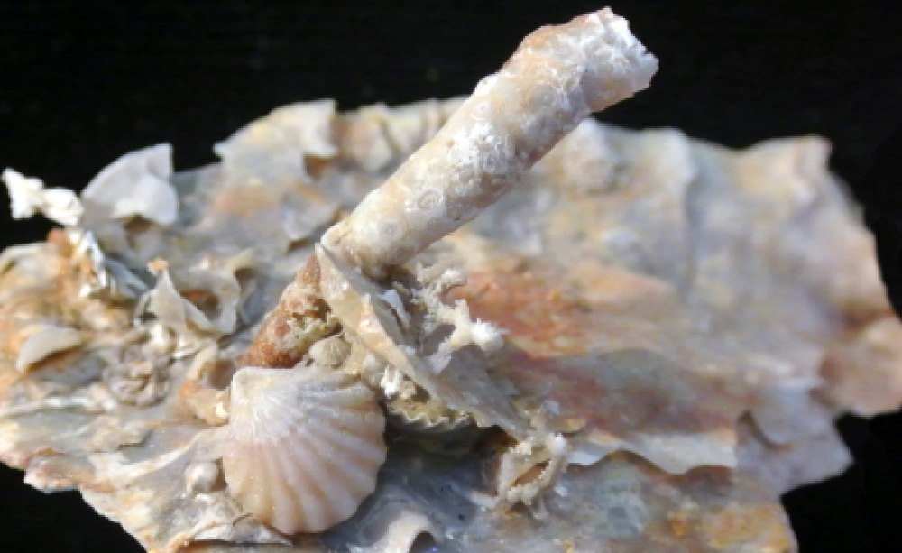 An illustration of a resilient architecture: fossils of a marine ecosystem from the Permian period, about 250 to 300 million years ago. These ecosystems were resilient enough to endure dramatic changes over millions of years. Image by Professor Mark A. Wi