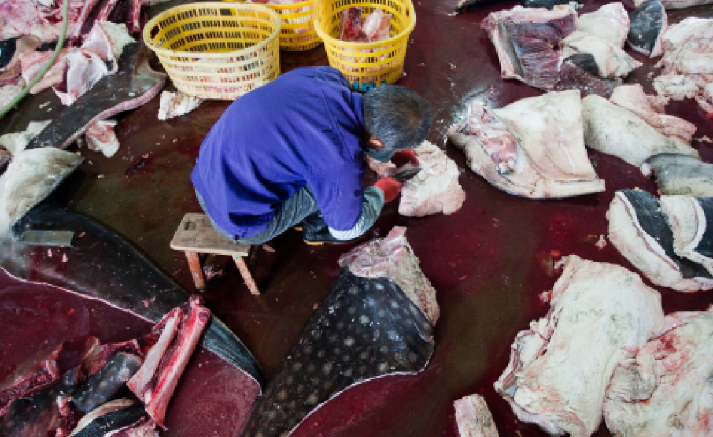 Whale shark butcher at work. Photo: Wildlife Risk.