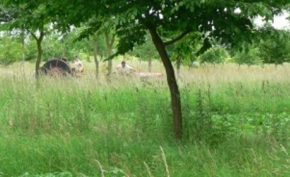 Wheat among the trees - agroforestry at Wakelyns Farm. Photo: Wakelyns Farm.