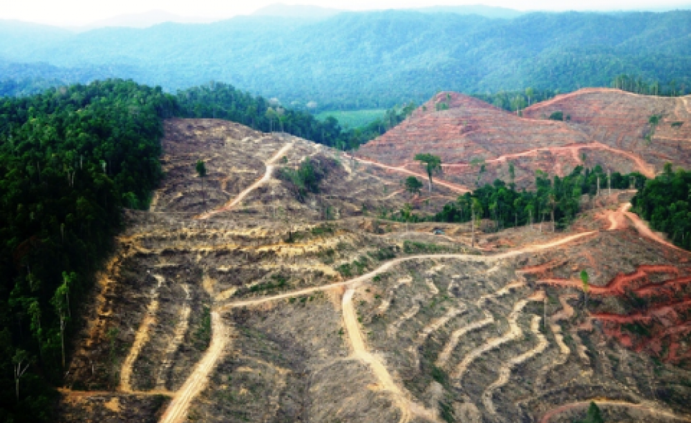 Rainforest in Sumatra - cleared for an APRIL palm oil plantation. Photo: Bill Lawrance.