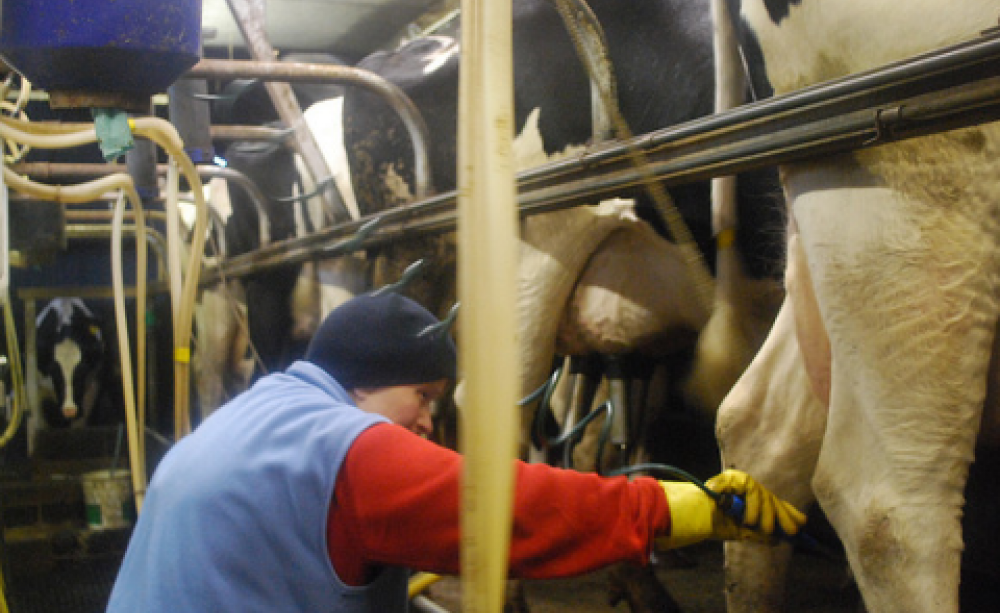 Milking parlour, UK. Photo: sarahluv via Flickr.com.