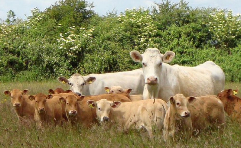 Cattle near Oxford. Photo: Alcalaina via Flickr.com.