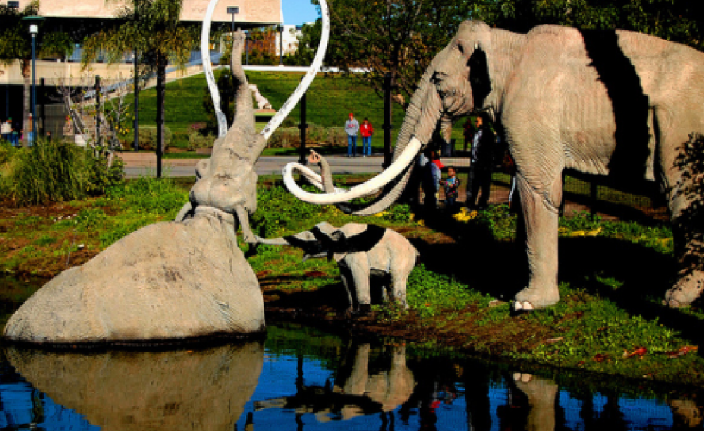 A family of Columbian Mammoths at the La Brea Tarpits Zoo (Pliocene section). Photo: Steve Rawley via Flickr.com.