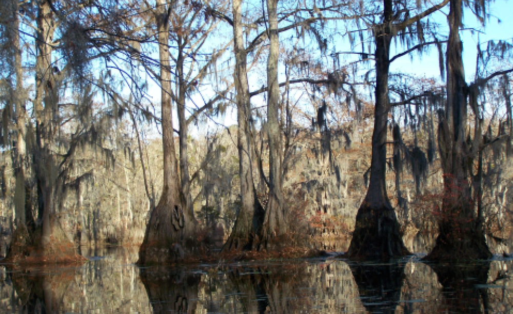 For the chop - a wetland forest within Enviva's sourcing area near Ahoskie. Photo: Dogwood Alliance.