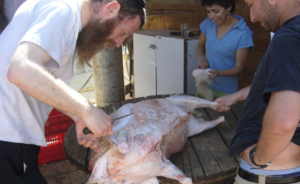 This freshly slaughtered lamb was killed with respect and compassion by a 'shochet', a pious Jew who has in mind the life of the animal as he draws the knife across its neck. Photo: Seth Frantzman via Flickr.com.