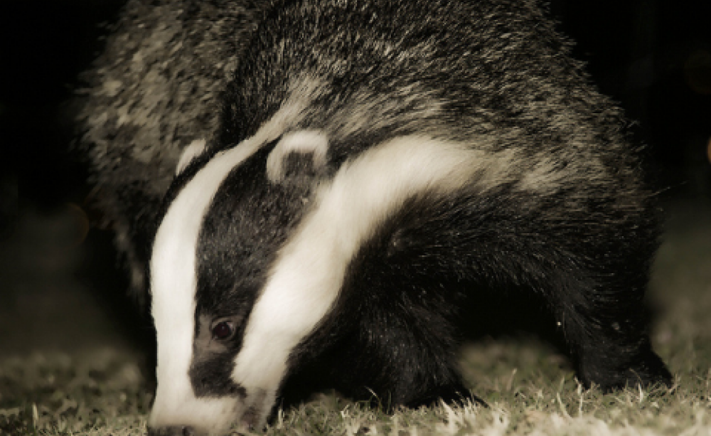 A badger out hunting for worms. Photo: Andrea via Flickr.com.