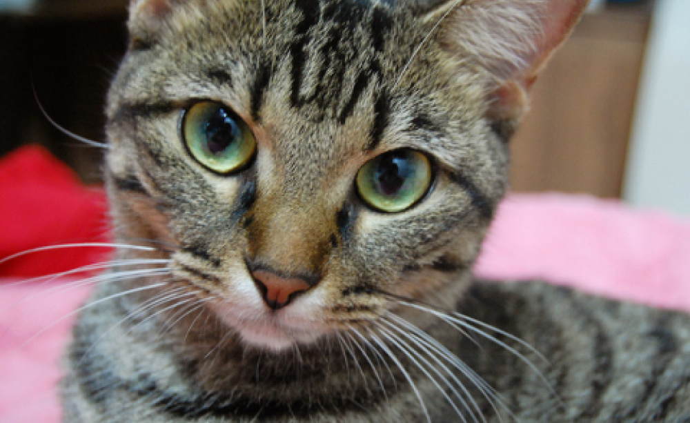 Cat by Anaa Yoo via Flickr.com.
