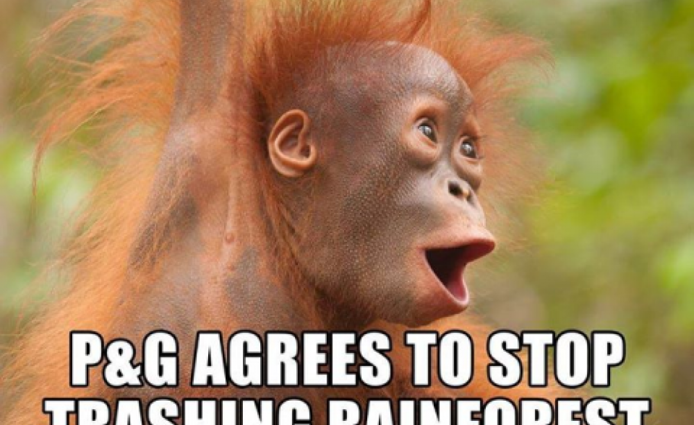 P&amp;G commits to deforestation-free palm oil.