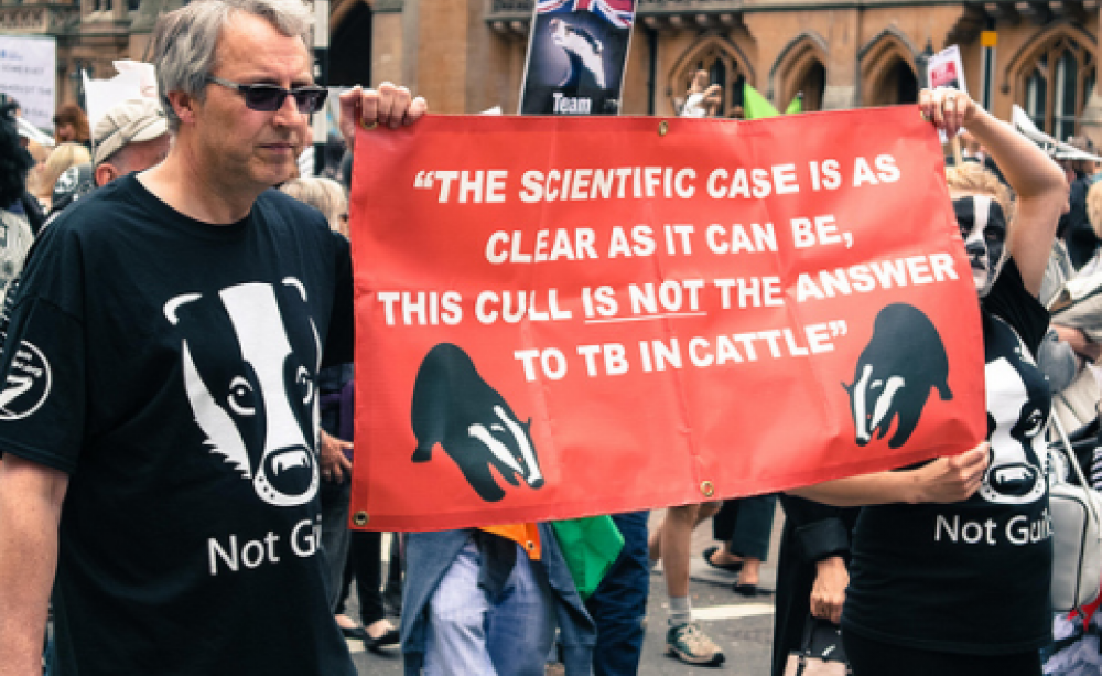 Paterson should have listened! Badger Cull Protest outside Parliament, June 8, 2013. Photo: David Clare via Flickr.com.