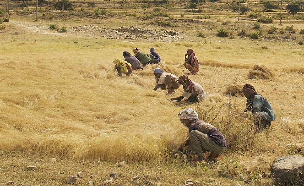 The teff harvest in the highlands of northern Ethiopia. Photo: Alan Davey via Flickr.com.