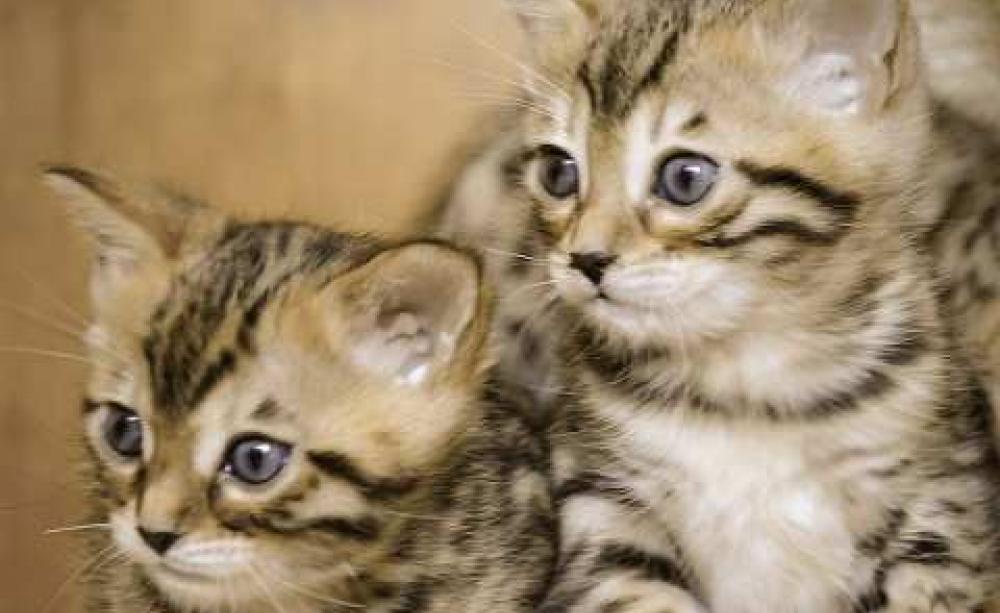 Well-being is far too important to be set aside in the 'nice fluffy things' category. Photo: Alison Curtis via Flickr.com.