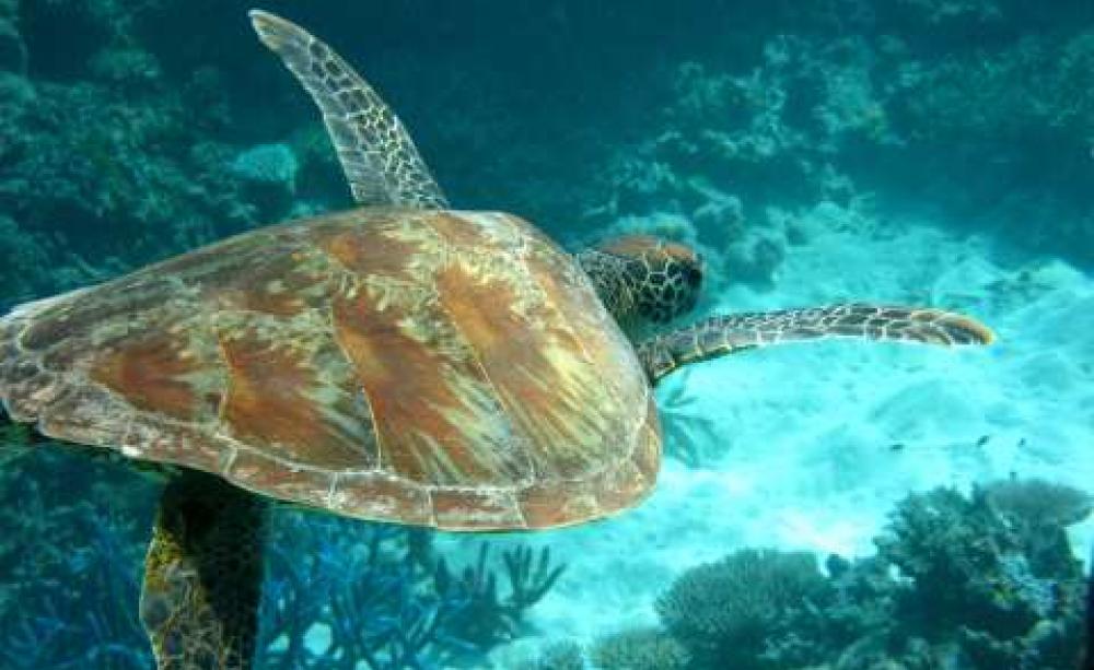 A fragile paradise: the Great Barrier Reef, Queensland, Australia. Photo: Sam Harris /  University of Denver via Fotopedia.