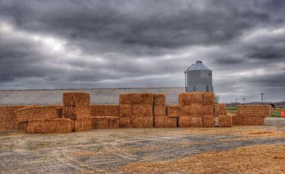 Switchgrass - 65 tons of it - baled and delivered to a poultry farm. In future, it will be sent in far larger volumes to bioethanol plants. Photo: University of Delaware Carvel REC via Flickr.