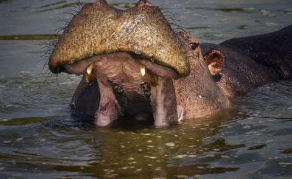 A hippopotamus on lake Edward, where oil company SOCO is now concluding seismic testing and wildlife surveys. Photo:  weesam2010 via Flickr.