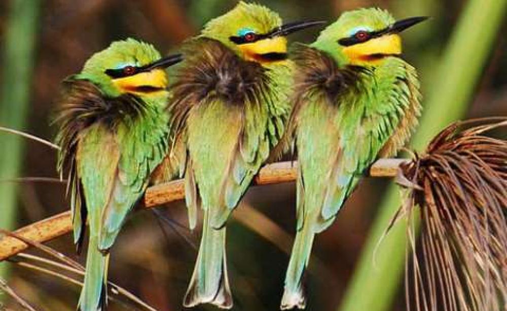 Little bee eaters on the Okovango River,  Botswana. Photo: amattox mattox via Flickr.
