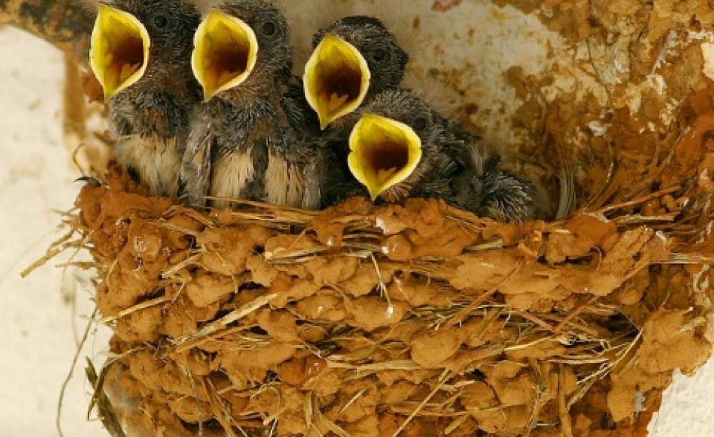 Barn swallow chicks (Hirundo rustica) at Arrábida (Quinta do Camalhão), Setúbal, Portugal. This insectivorous species is among those impacted by imidacloprid. Photo: Jose Sousa via Flickr.