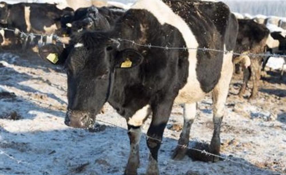 Cattle in a paddock on a small farm in Russia. Photo: Vmenkov CC.