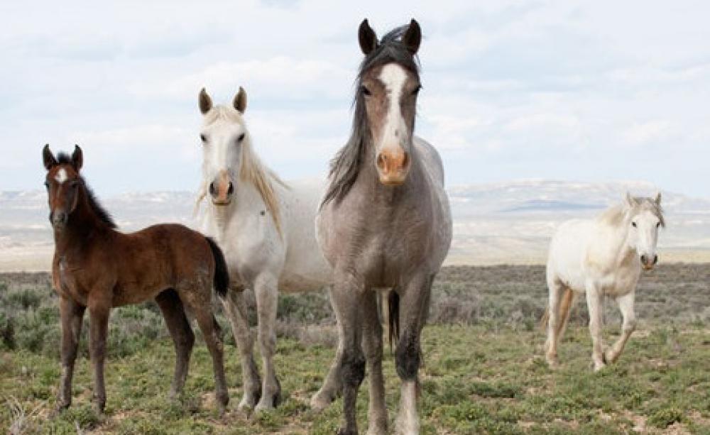 Wild mustangs are a powerful symbol of American freedom - but they cannot be left to reproduce indefinitely. Photo: Carol Walker, Author provided.