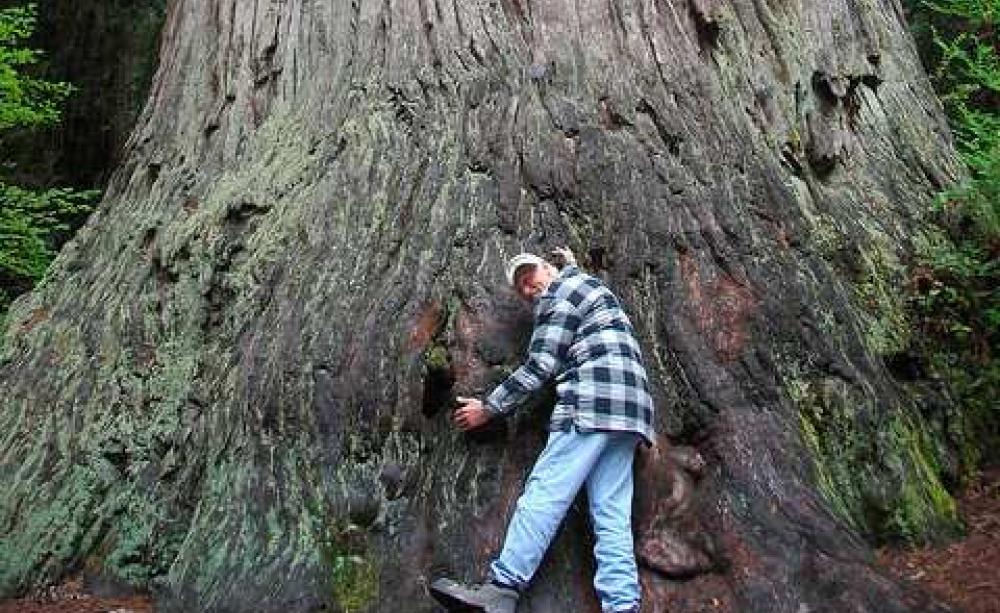Yes I'm a full blown tree hugger now! Photo: John Mosbaugh via Flickr.