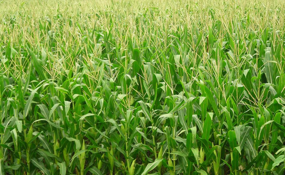A vast monoculture of corn in Iowa, USA - profitable, but not healthy. Photo: Rich Griffith via Flickr.