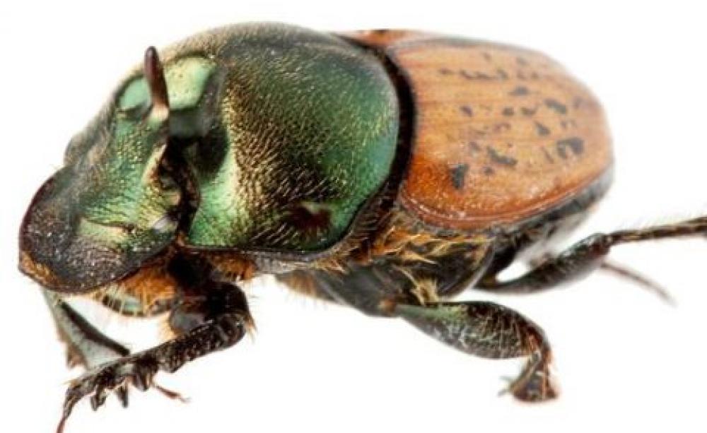 Australia exotic beetles  fly in to clean up the cattle dung