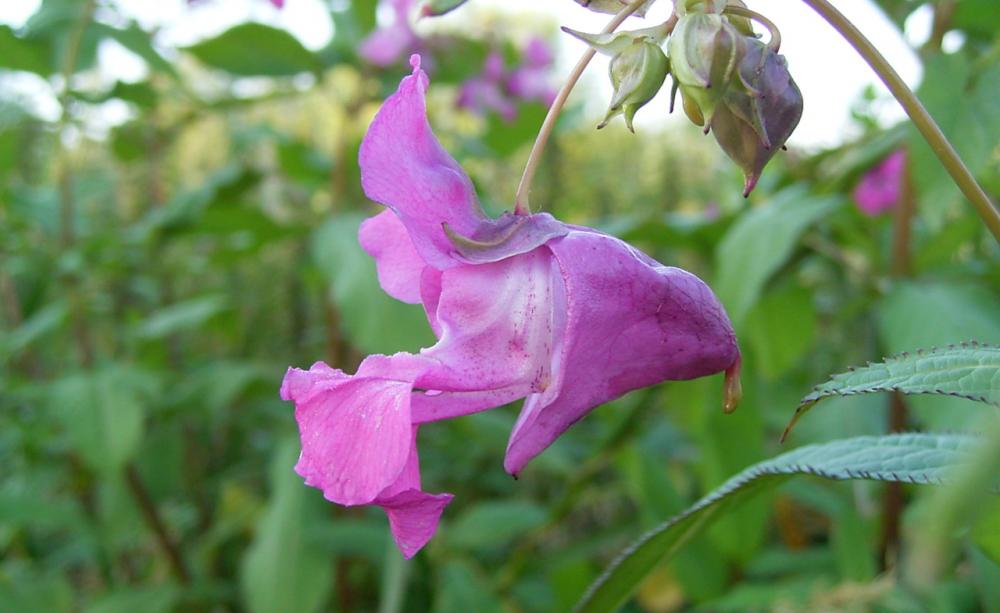The familiar and attractive flower of Himalayan balsam could be about to get a whole lot less common in the UK. Photo: CABI.