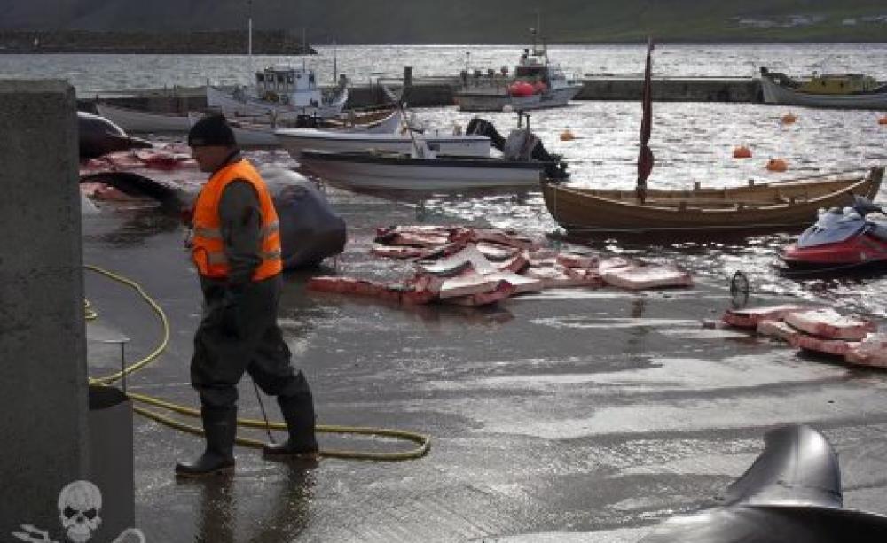 Danish Navy helps Faroe Islanders kill 33 pilot whales