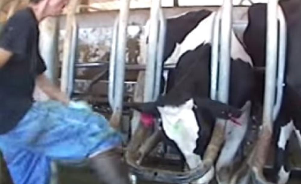 Still from the Mercy for Animals video of Bettencourt Dairy, Idaho.