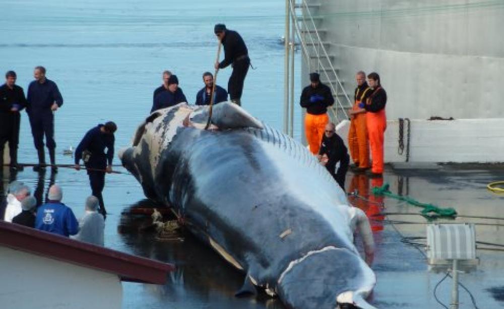 Fin whale landed at Miòsandur whaling station Hvalfjördur, Iceland, in August 2014. Photo: EIA.