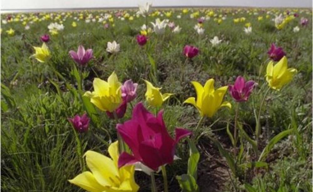 Tulips - springtime on the 'Golden Steppe'. Photo: Stephanie Ward / Geoff Welch.