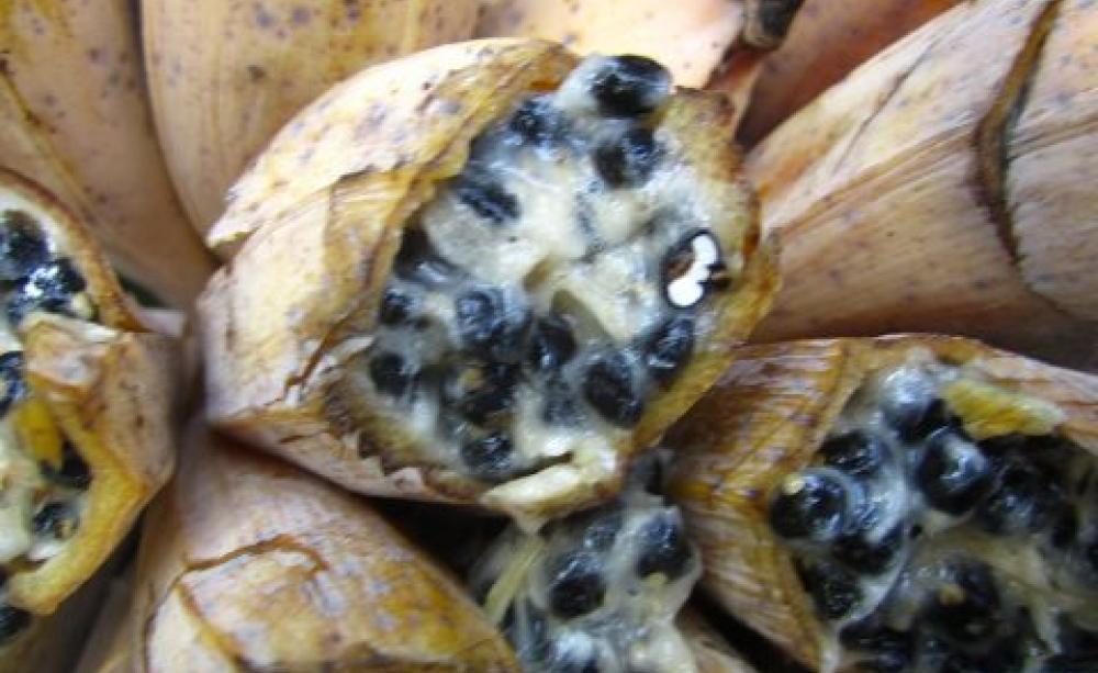 These bananas in India are grown for their edible seed as well as their flesh. To increase food security in a warming world, we must increase the diversity of our food crops. Photo: VitaminGreen via Flickr.