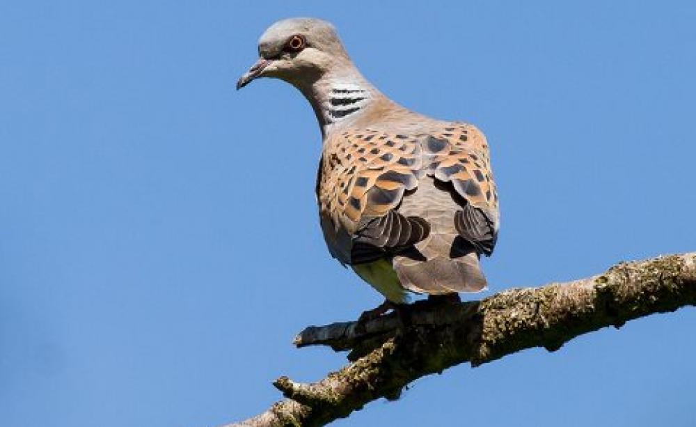 The Turtle Dove (Streptopelia turtur) has declined by 88% since 1995, due to multiple causes: habitat loss in Africa; disease in its UK breeding grounds, and hunting between the two. Photo: Alan Shearman via Flickr.