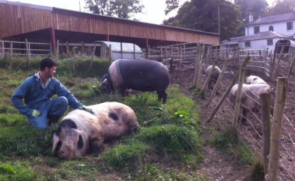 'Small holder farming traditions run through my blood; there was no other way I would choose to farm, I would never run a farm that was cruel.' Tom, Bellair Haye Farm. Photo: Pig Pledge.