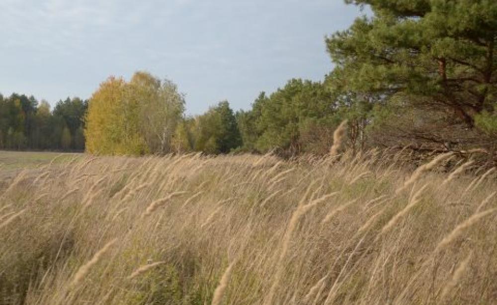A view of the Mizhrichyanskyi Regional Landscape Park. Photo: Dimeter Kenarov.