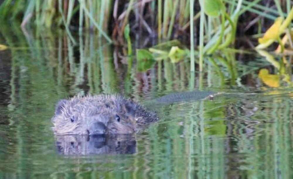 Eurasian Beaver Castor fiber in a Swedish lake. Photo: Tim Ellis via Flickr.