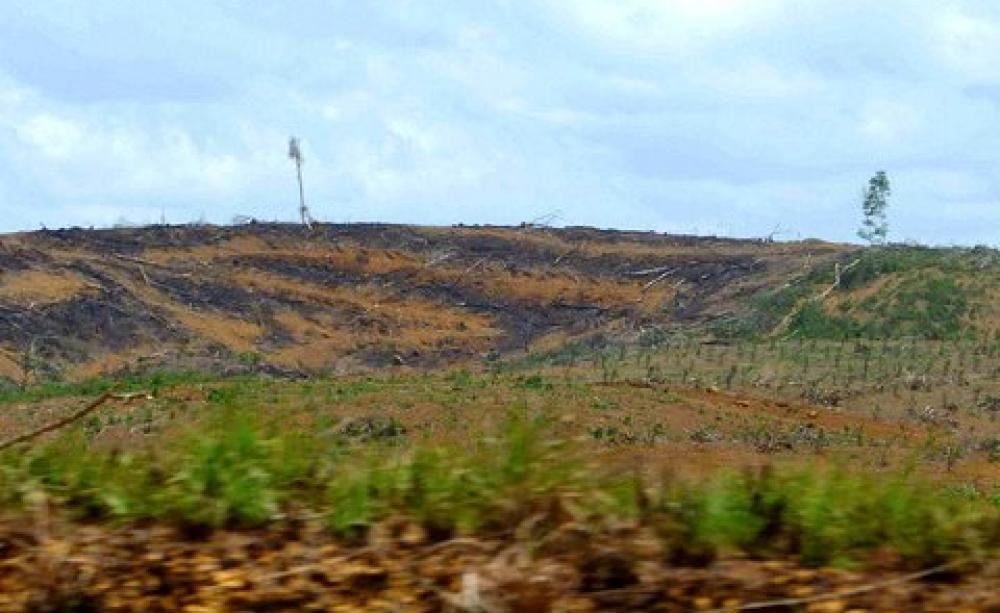 An enormous plantation cut from the Liberian rainforest. Photo: Chulius Caesar via Flickr.
