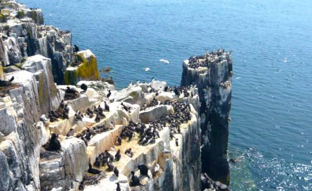 Farnes East candidate MCZ. Photo: Jean Luc Solandt via MCS.